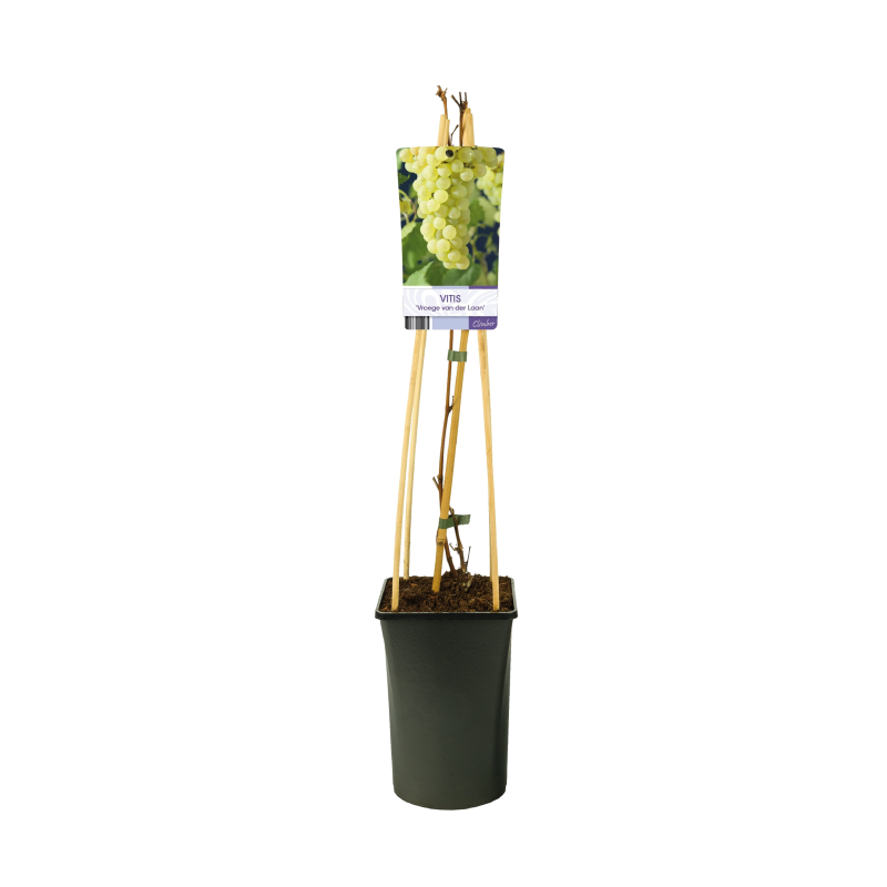 Vitis vinifera 'Vroege van der Laan'