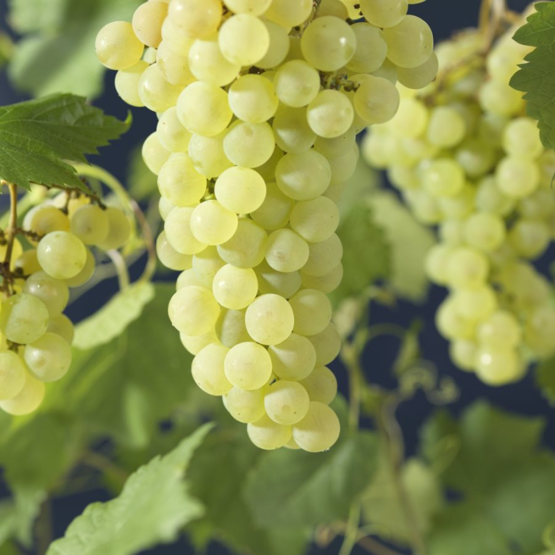 Vitis vinifera 'Vroege van der Laan'