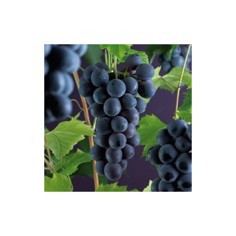 Vitis vinifera 'Boskoop Glory'