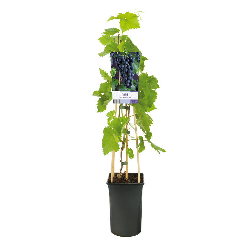 Vitis vinifera 'Frankenthaler'