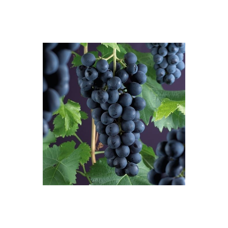 Vitis vinifera 'Frankenthaler'