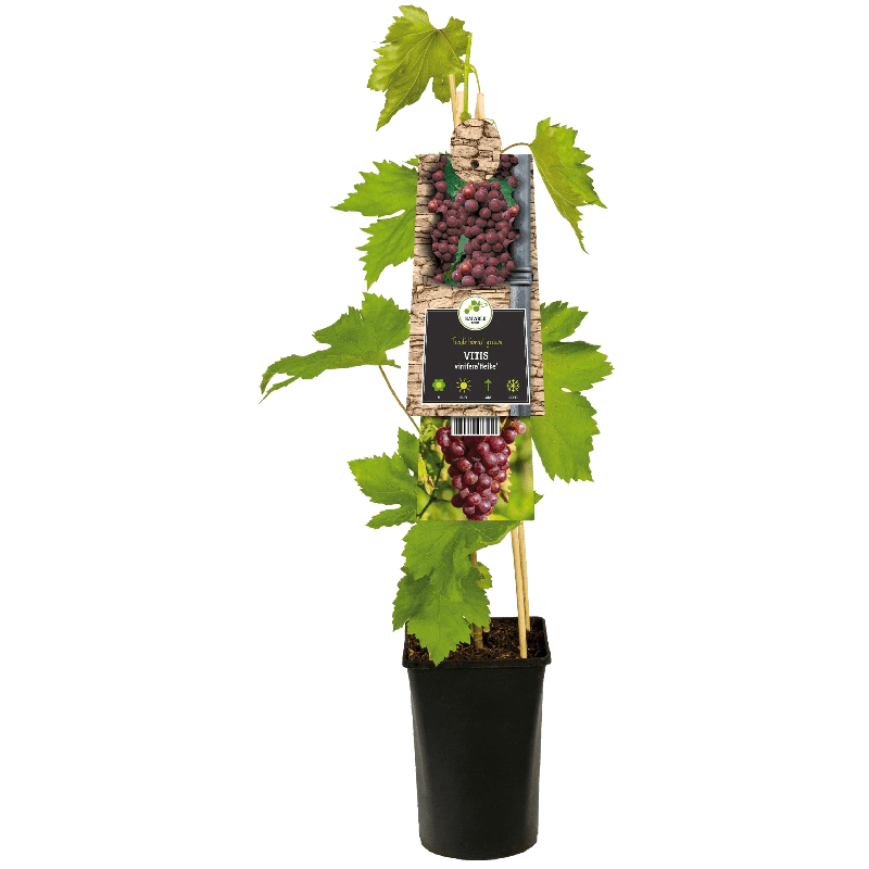 Vitis vinifera 'Heike'