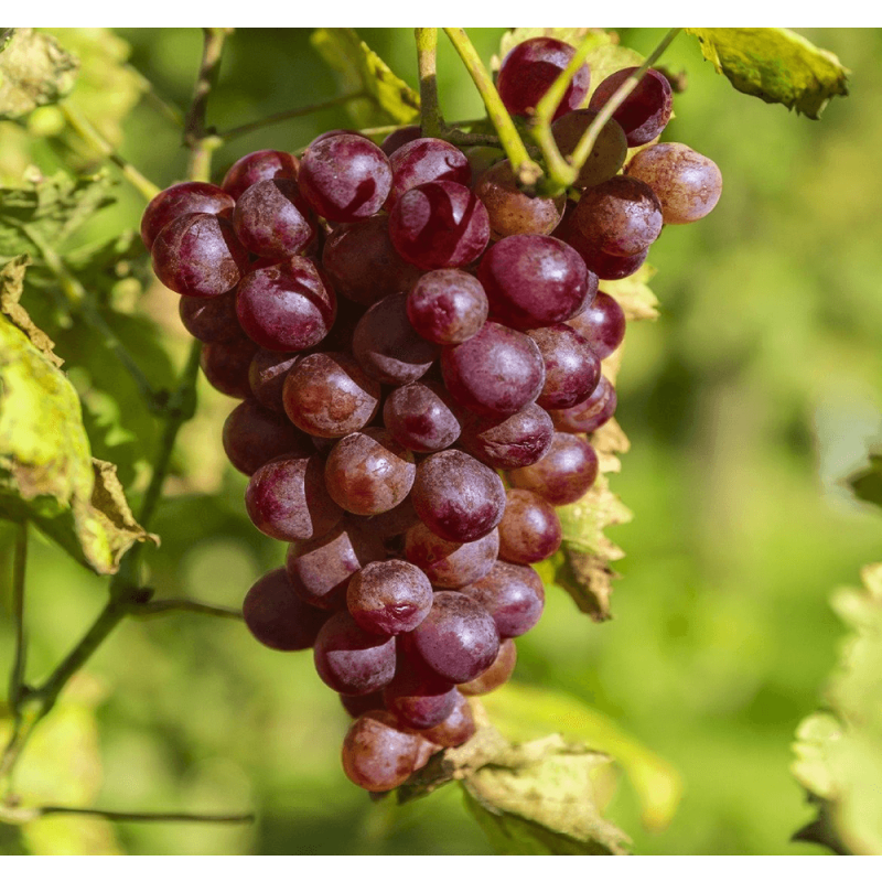 Vitis vinifera 'Heike'