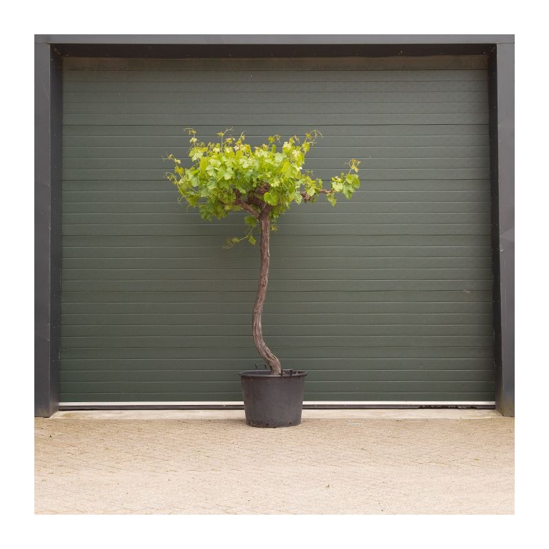 Vitis vinifera Druivenboom - dakvorm