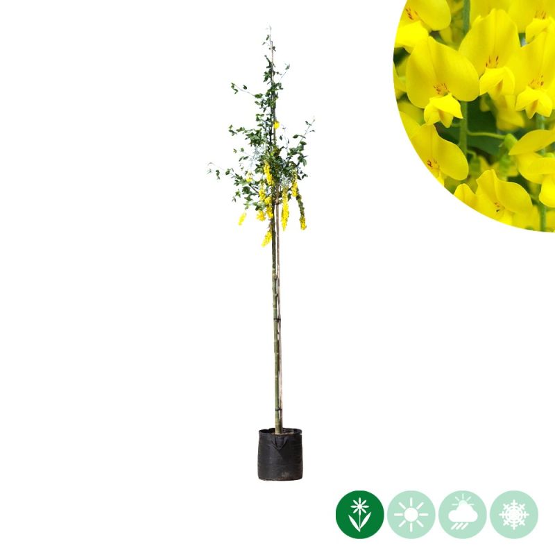 Laburnum Vossii 