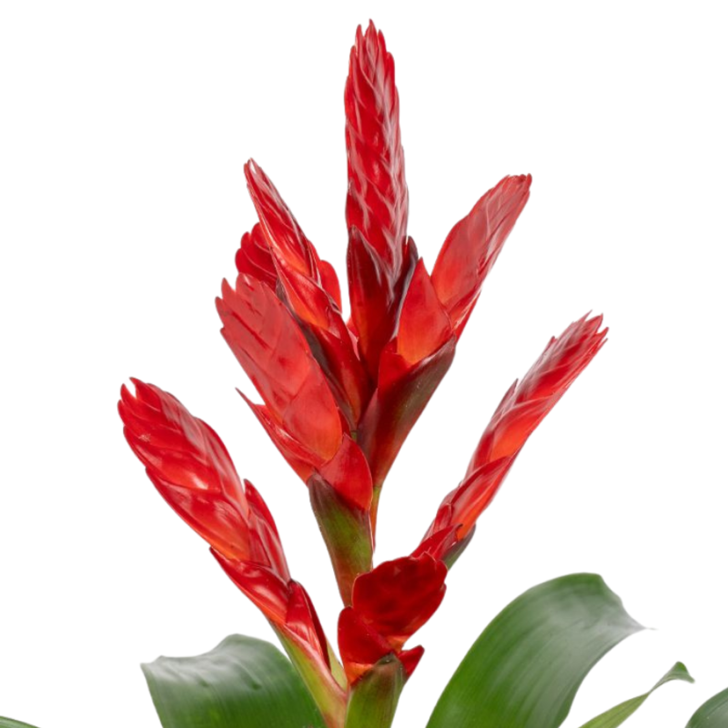 Vriesea Venga