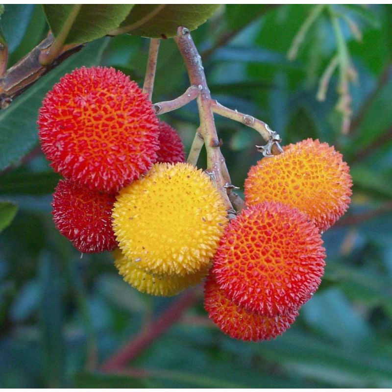 Arbutus Unedo