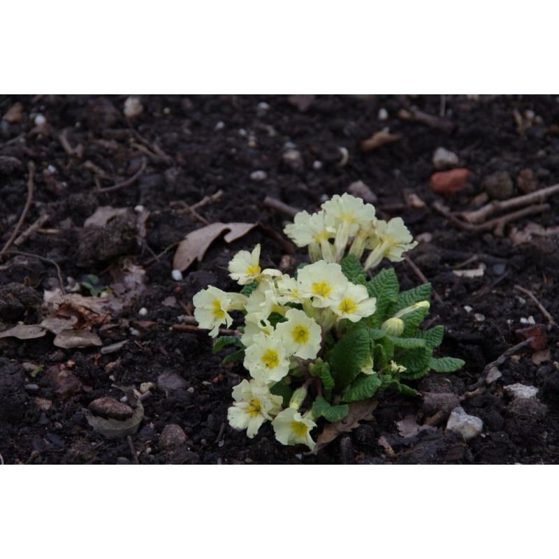 Primula vulgaris 
