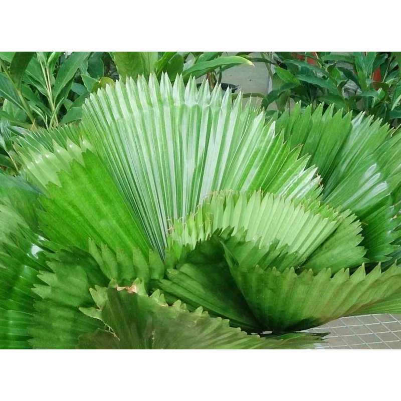 Licuala grandis 2-stam