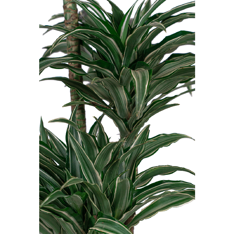 Dracaena Warneckei in watergevende Classico rood