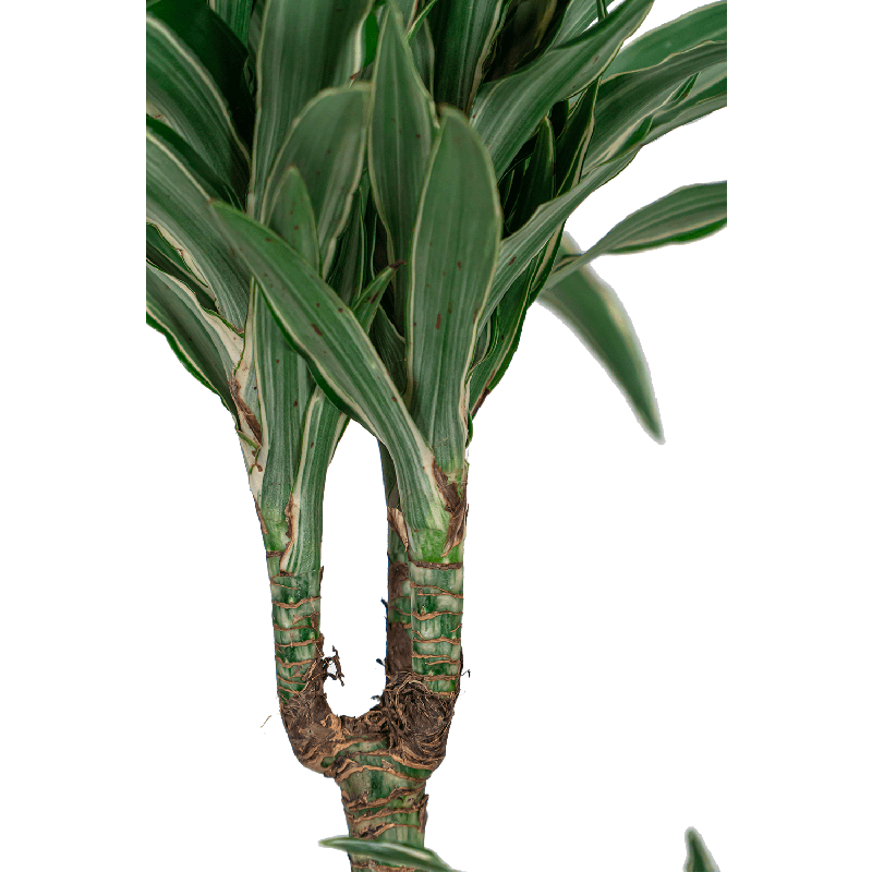 Dracaena Warneckei in watergevende Classico wit