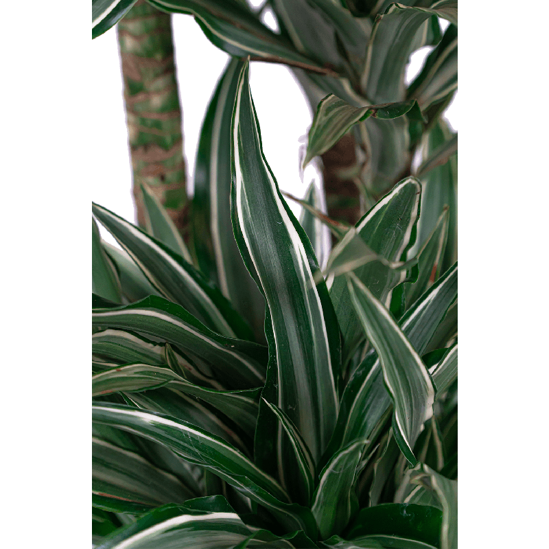 Dracaena Warneckei in watergevende Classico wit