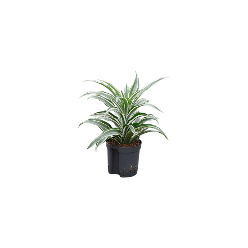 Dracaena warneckii Compacta