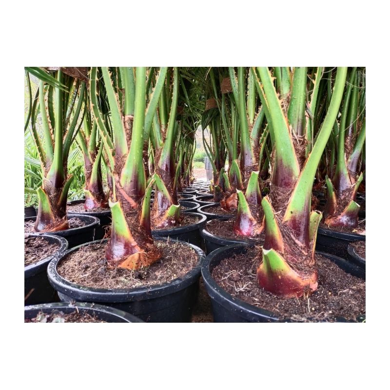 Washingtonia Robusta