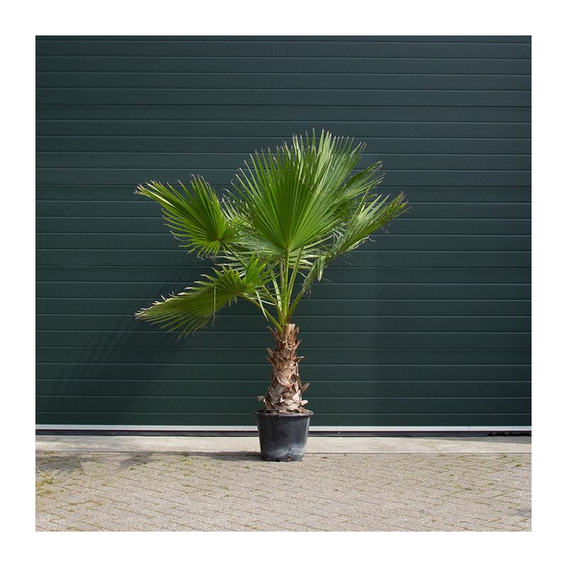 Washingtonia Robusta