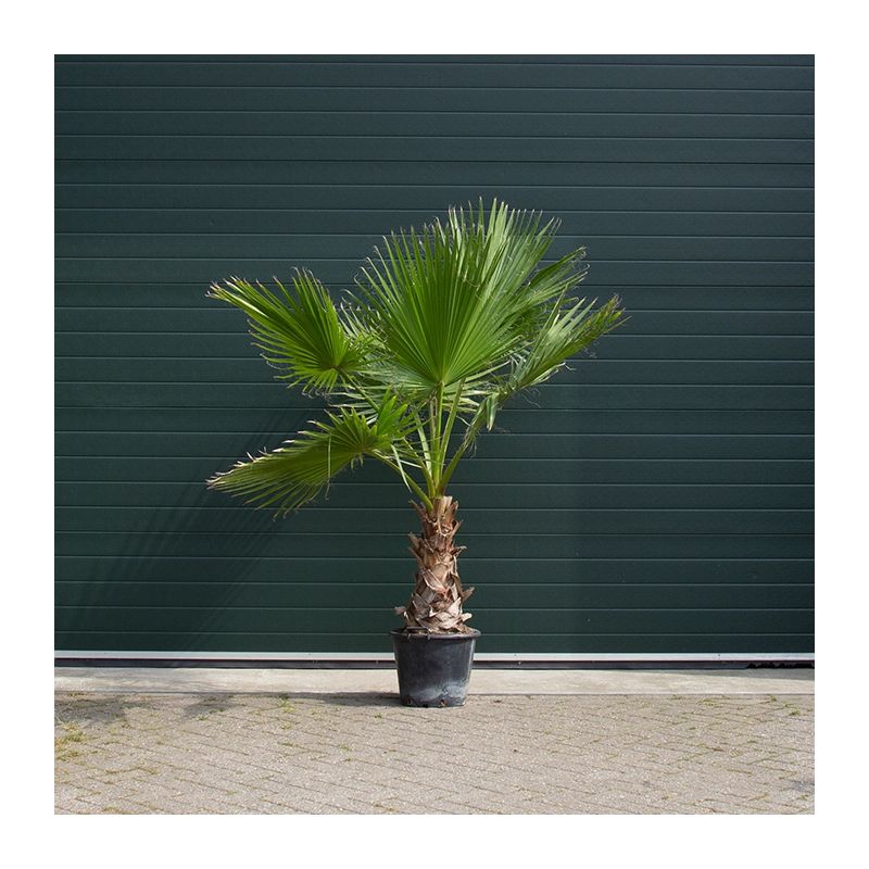 Washingtonia Robusta 