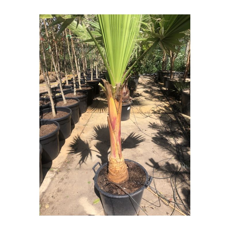 Washingtonia robusta - gestripte stam