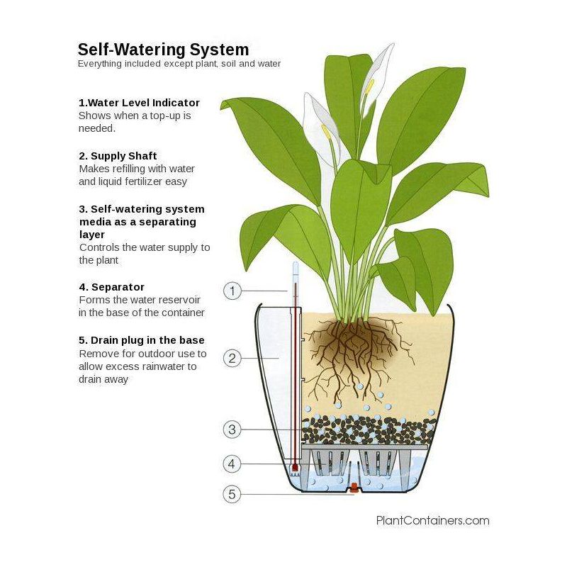 Dieffenbachia Maroba in watergevende Quadro wit