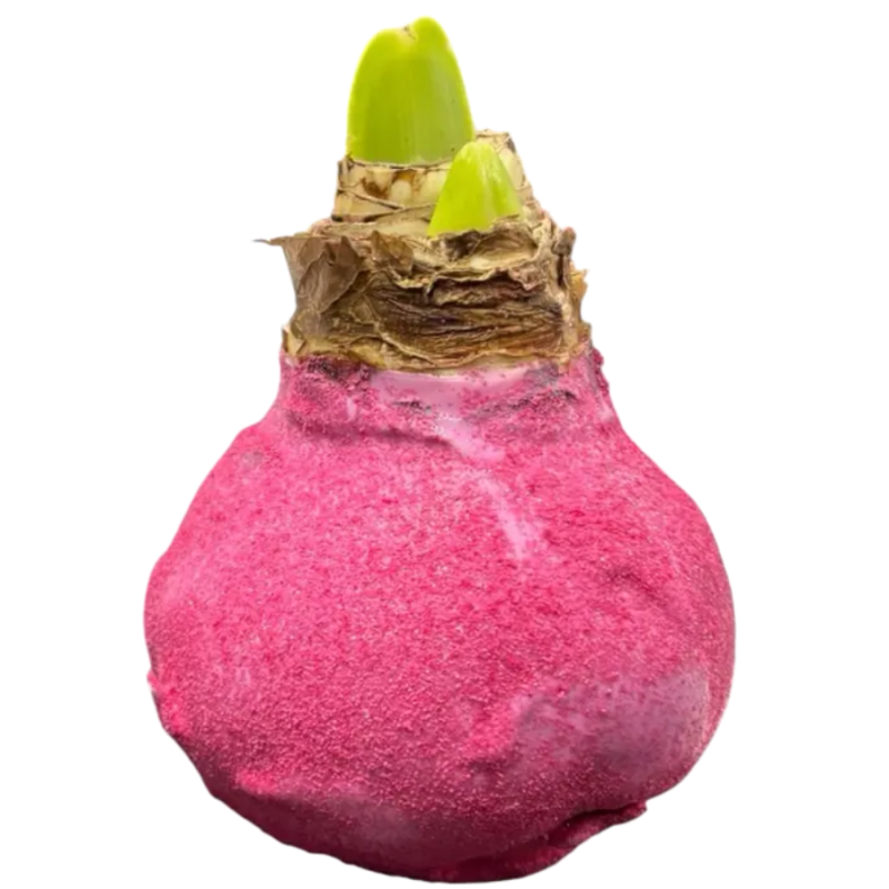 Wax amaryllis Candy Spark