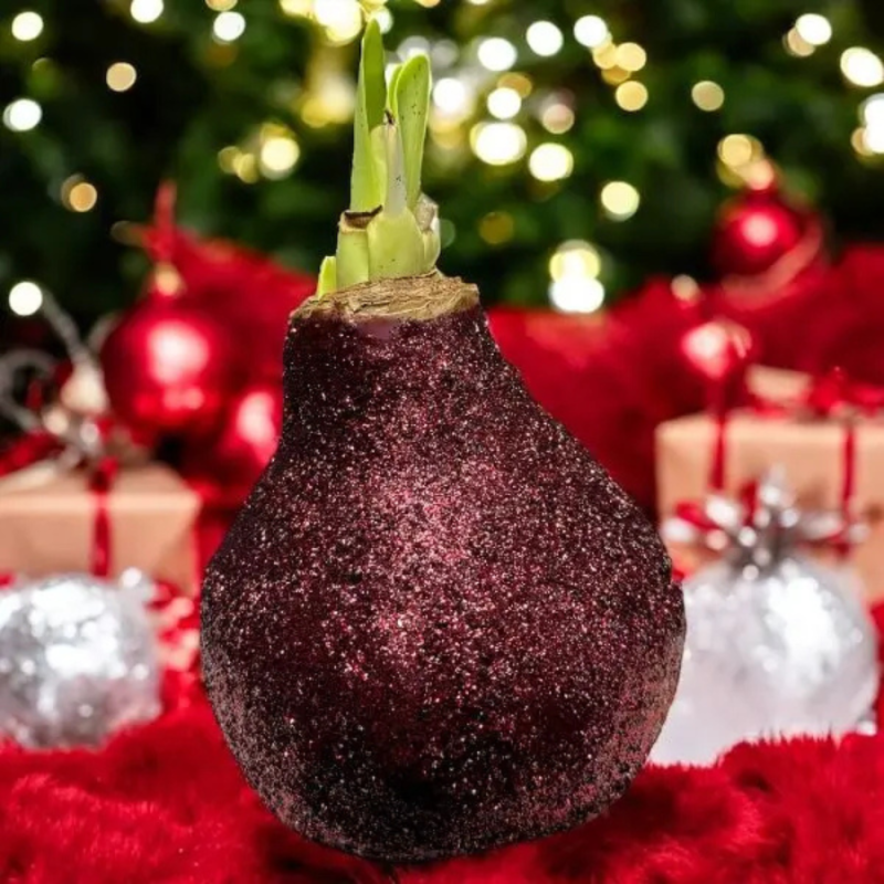 Wax amaryllis Cranberry