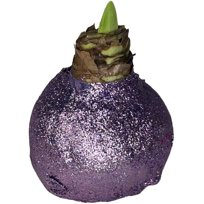 Wax amaryllis Frosty