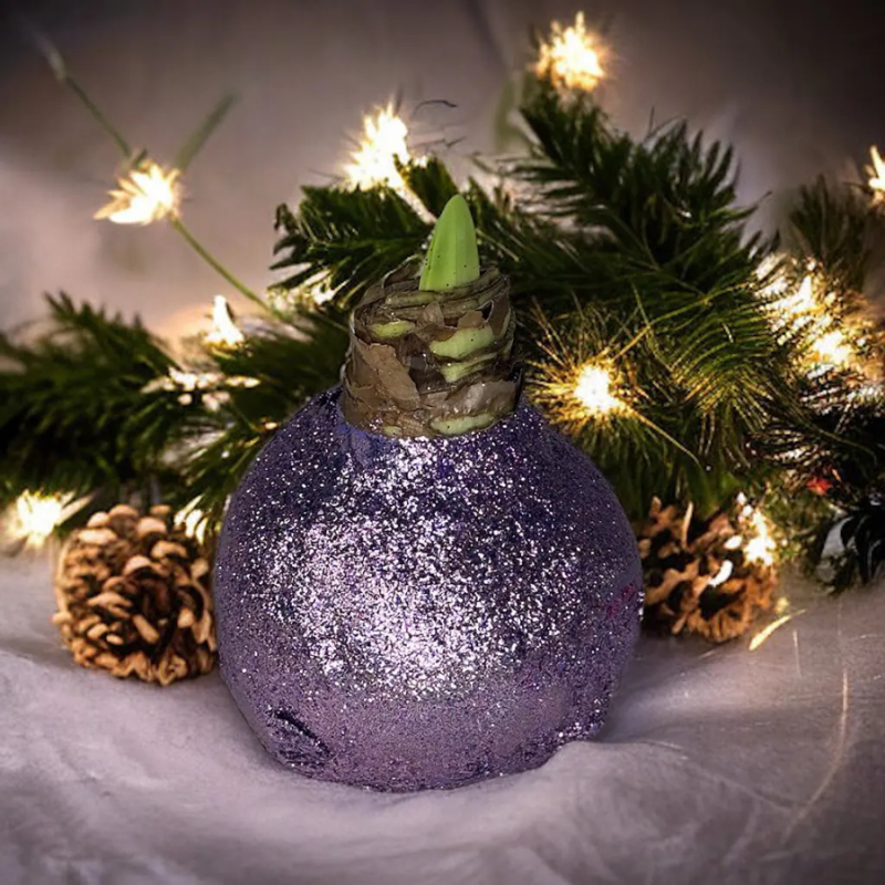 Wax amaryllis Frosty