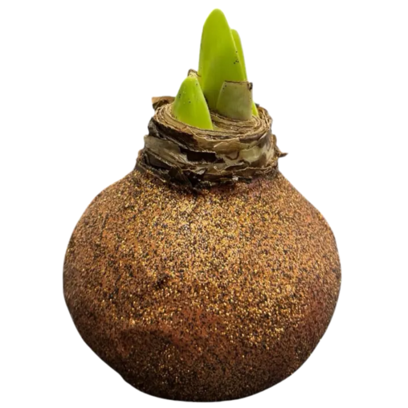 Wax amaryllis Gingerbread