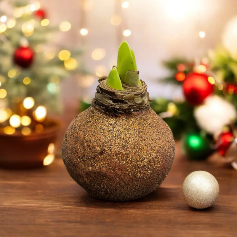 Wax amaryllis Gingerbread