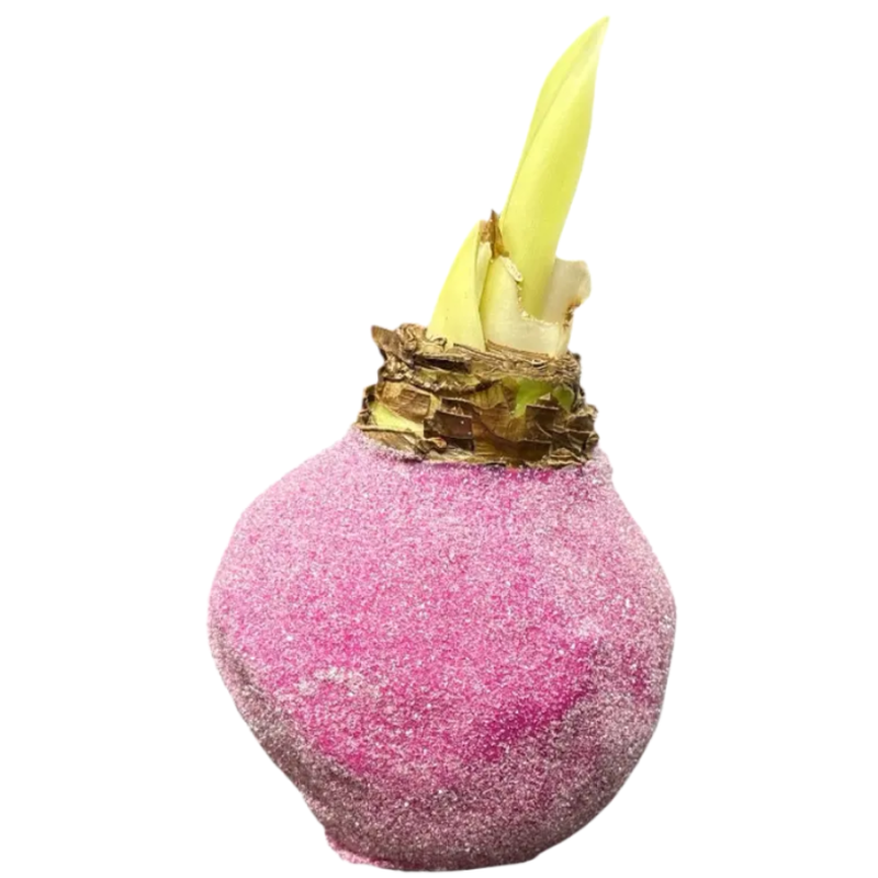 Wax amaryllis Holly Berry