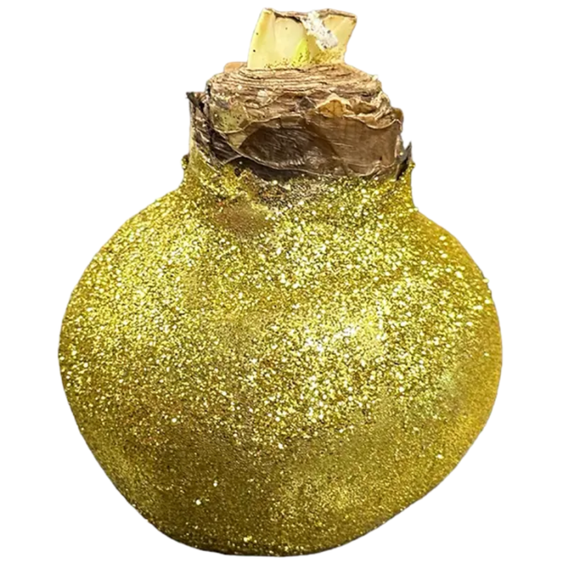 Wax amaryllis Jingle