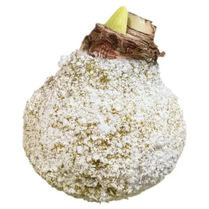 Wax amaryllis Merry Berry