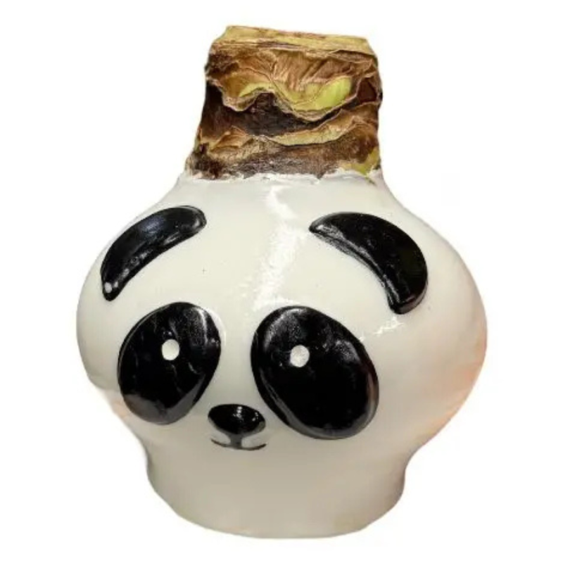 Wax amaryllis Panda