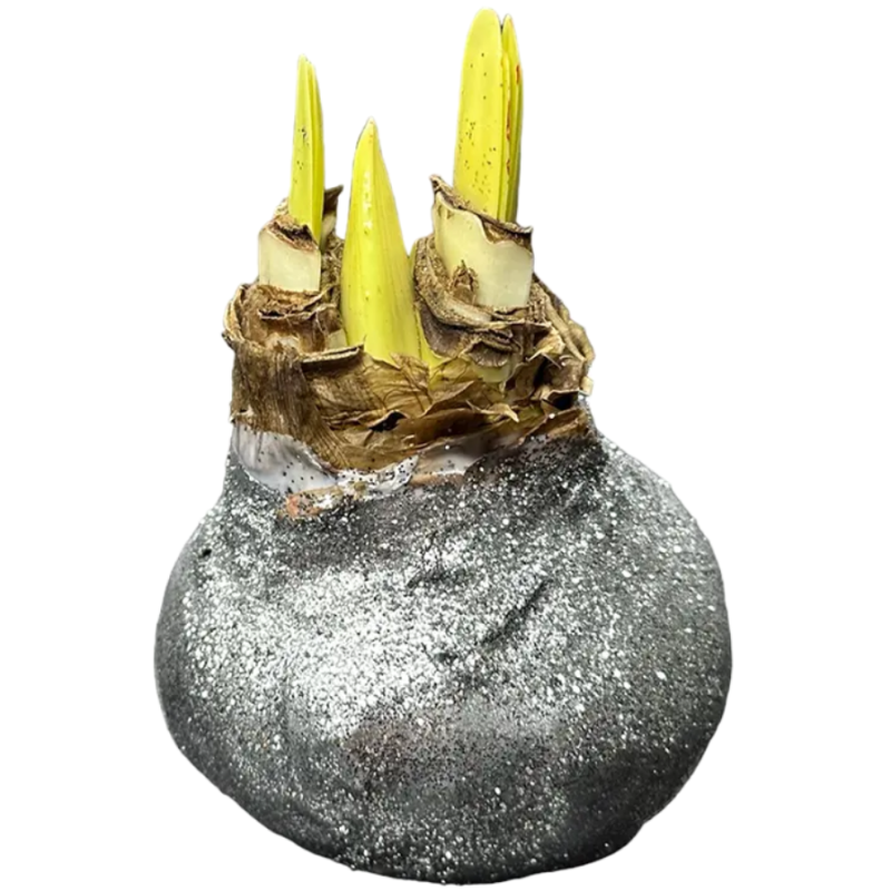 Wax amaryllis Winterglow