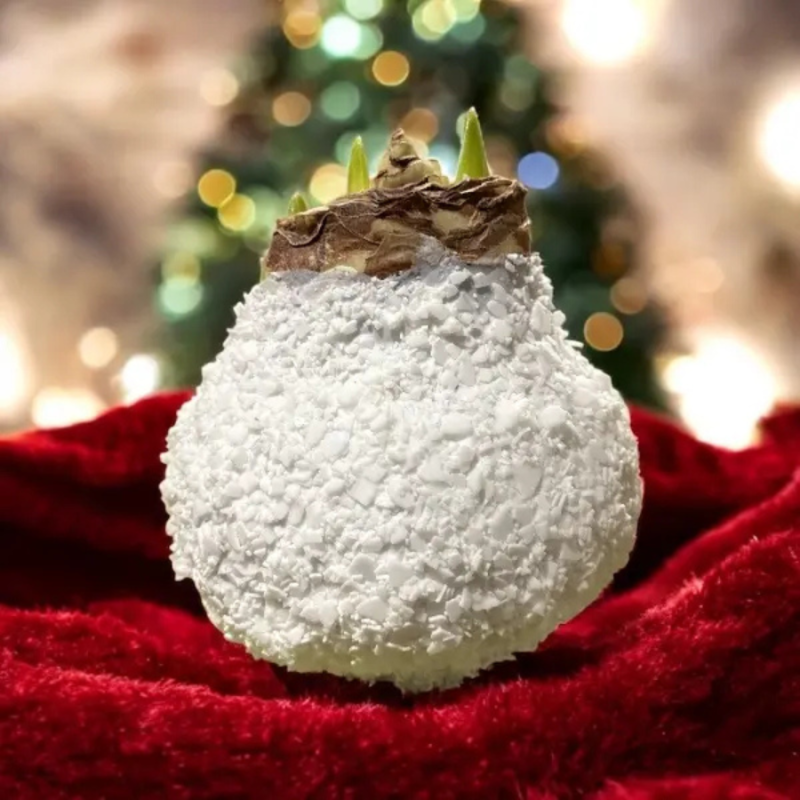 Wax amaryllis Snowdrop