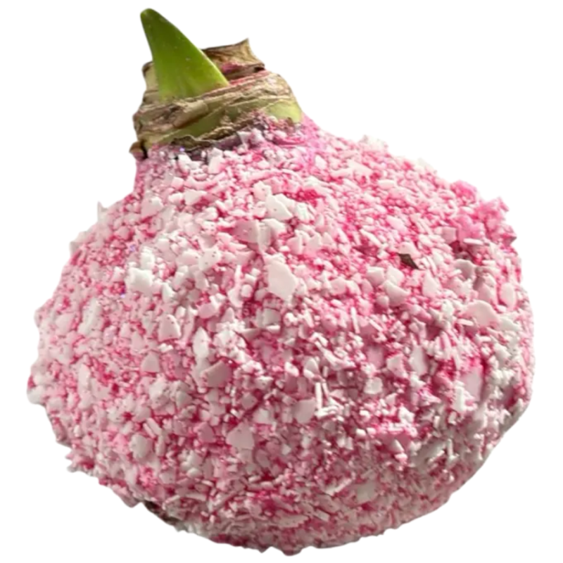 Wax amaryllis Zuurstok