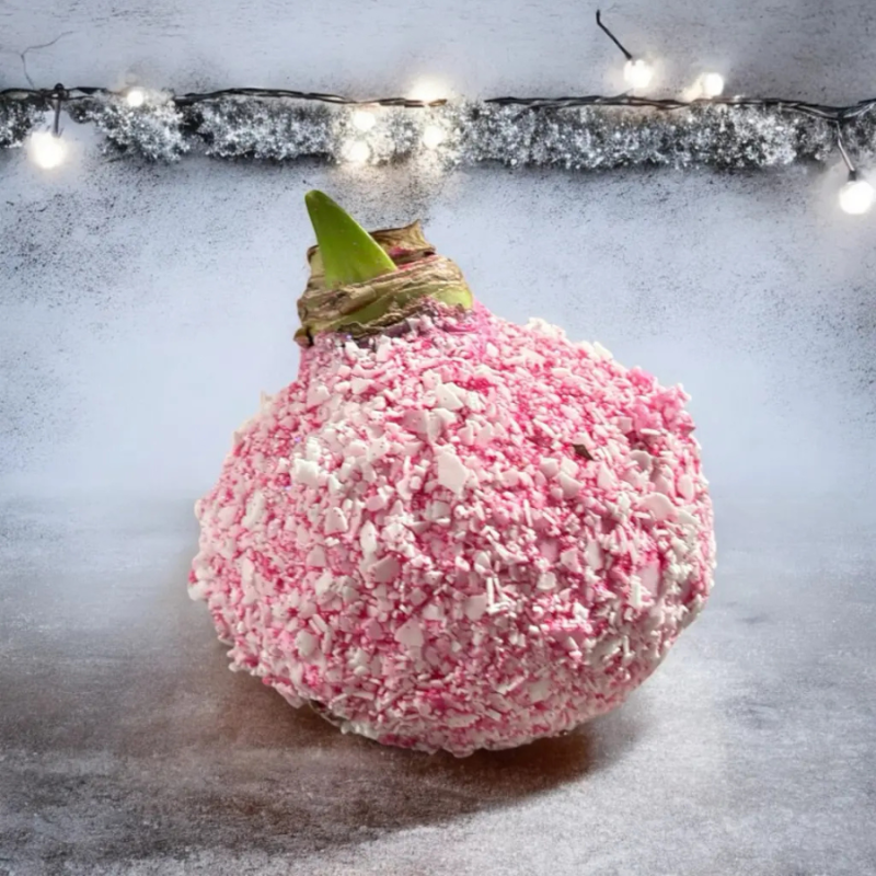 Wax amaryllis Zuurstok