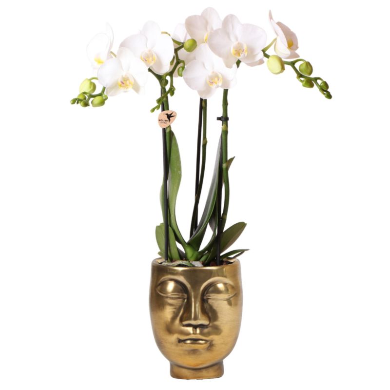 Orchidee wit in Face pot goud
