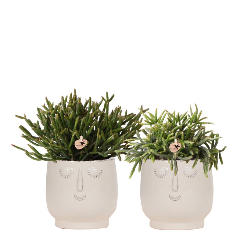 Vetplanten duo Retro wit