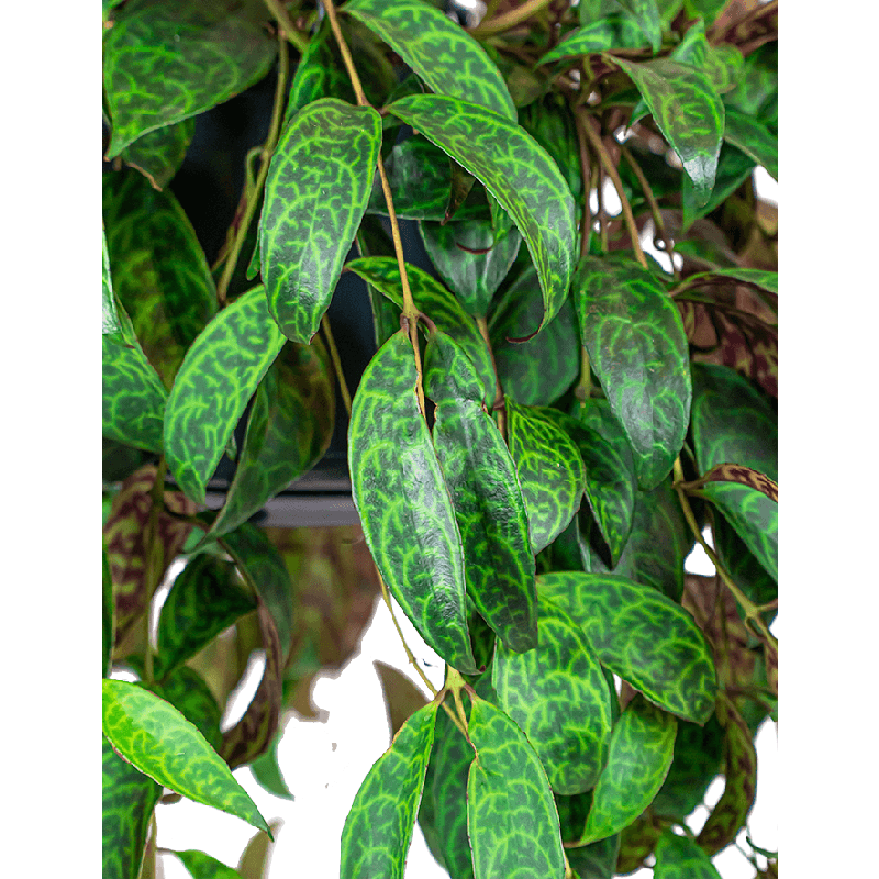 Aeschynanthus Marmoratus