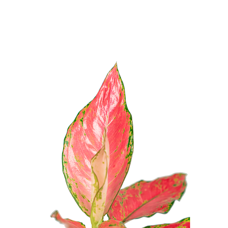 Aglaonema Cherry Baby in Elho Greenville zwart