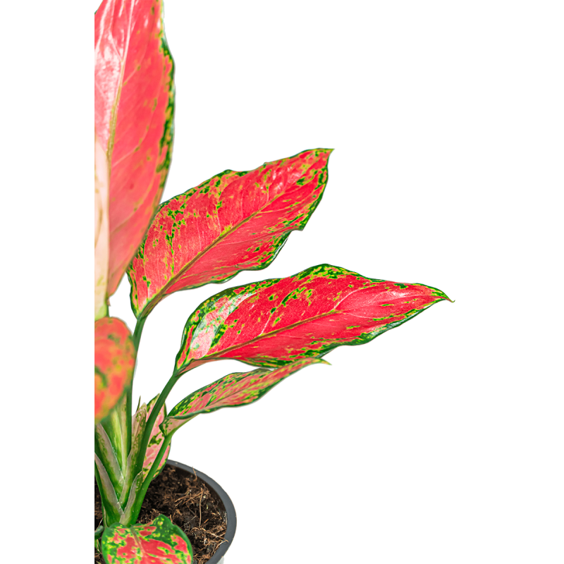 Aglaonema Cherry Baby