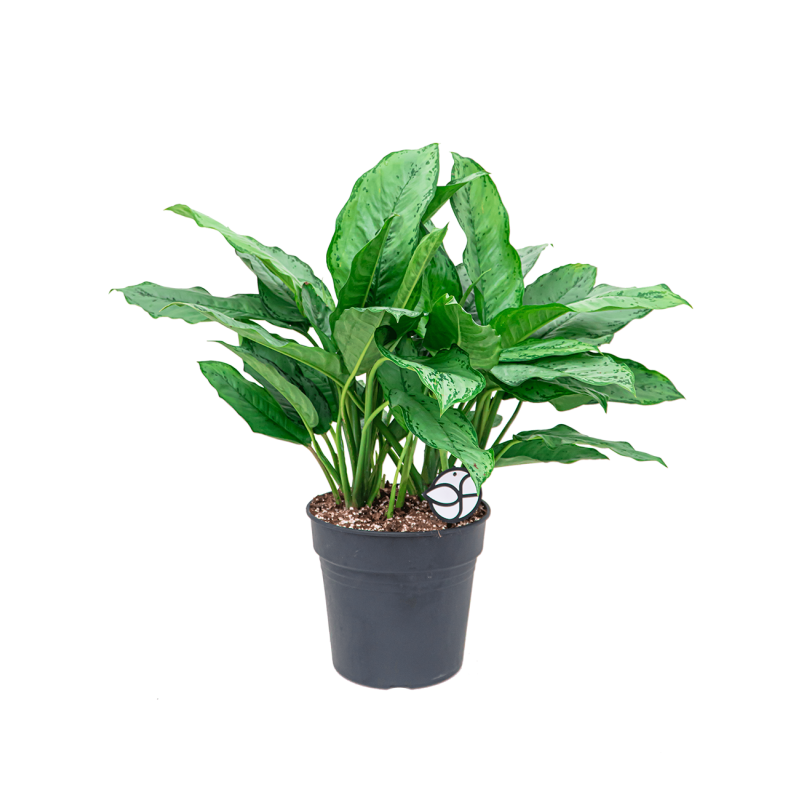 Aglaonema Freedman