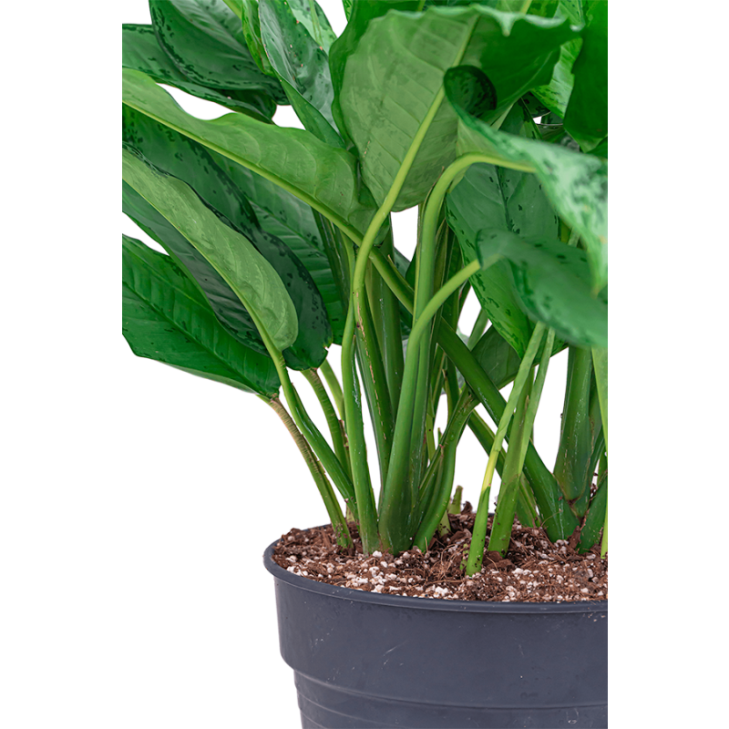 Aglaonema Freedman