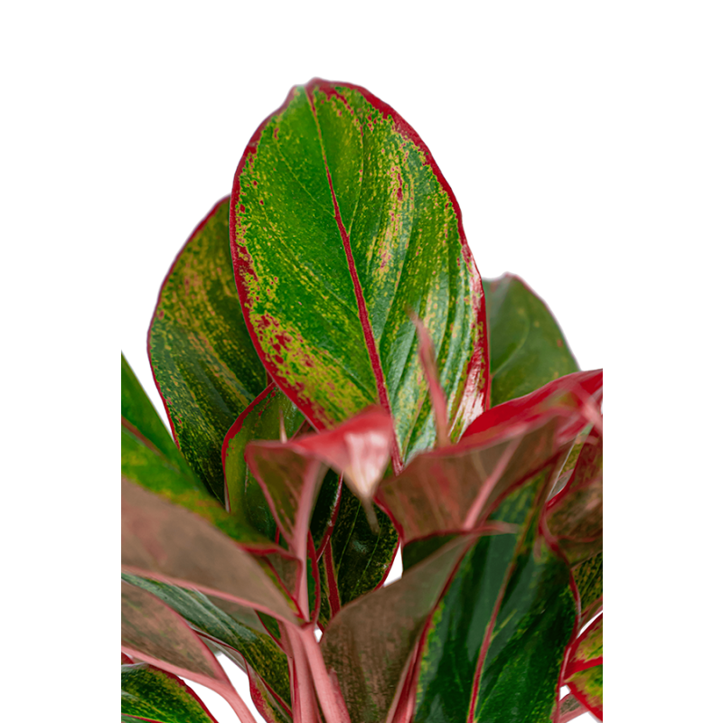 Aglaonema Jungle Red