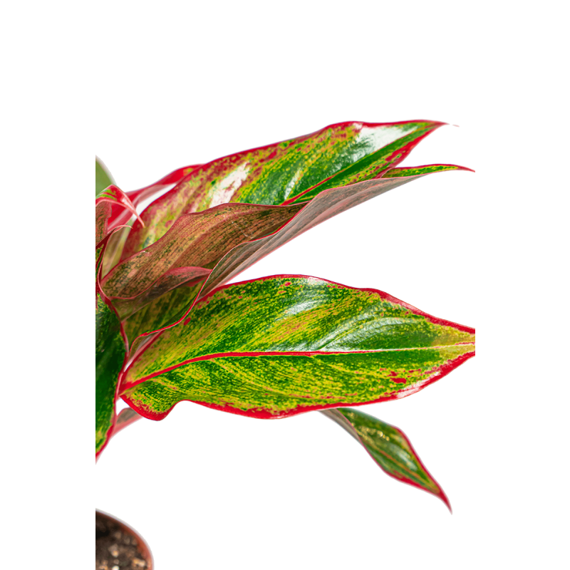 Aglaonema Jungle Red