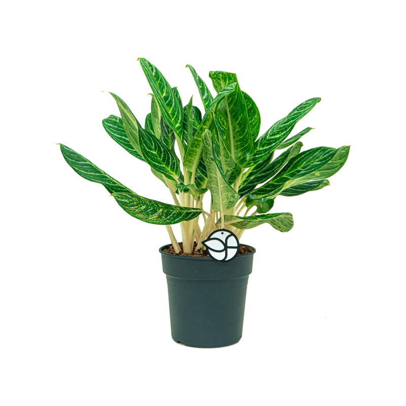 Aglaonema Key Lime