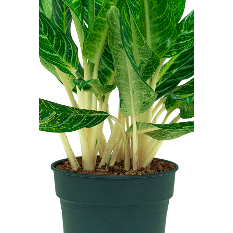 Aglaonema Key Lime