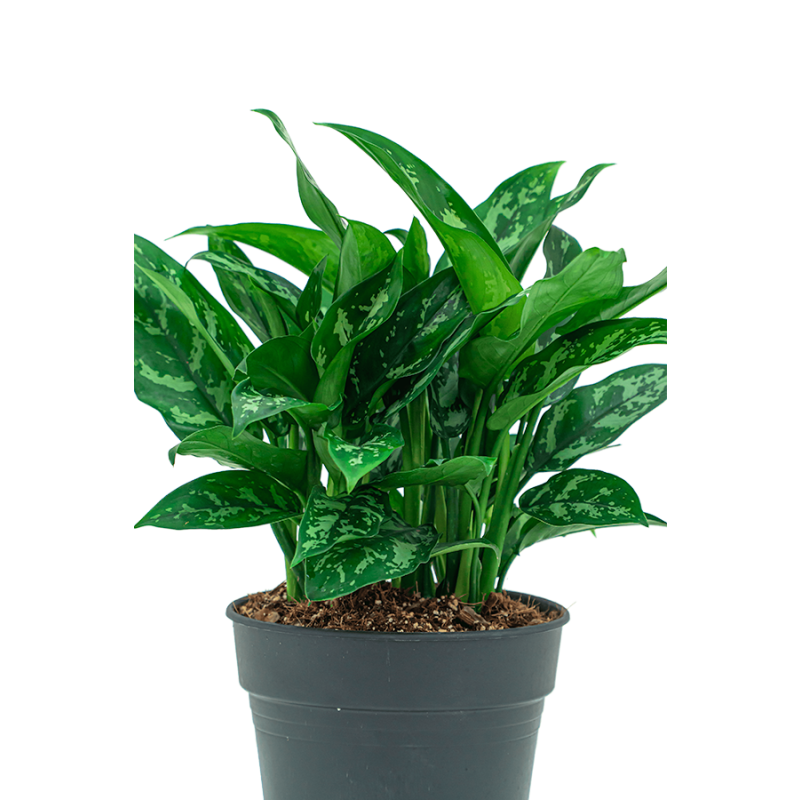 Aglaonema Maria