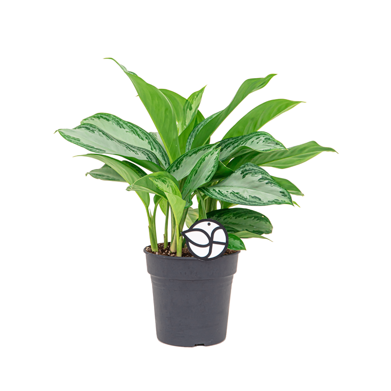 Aglaonema Silver Bay