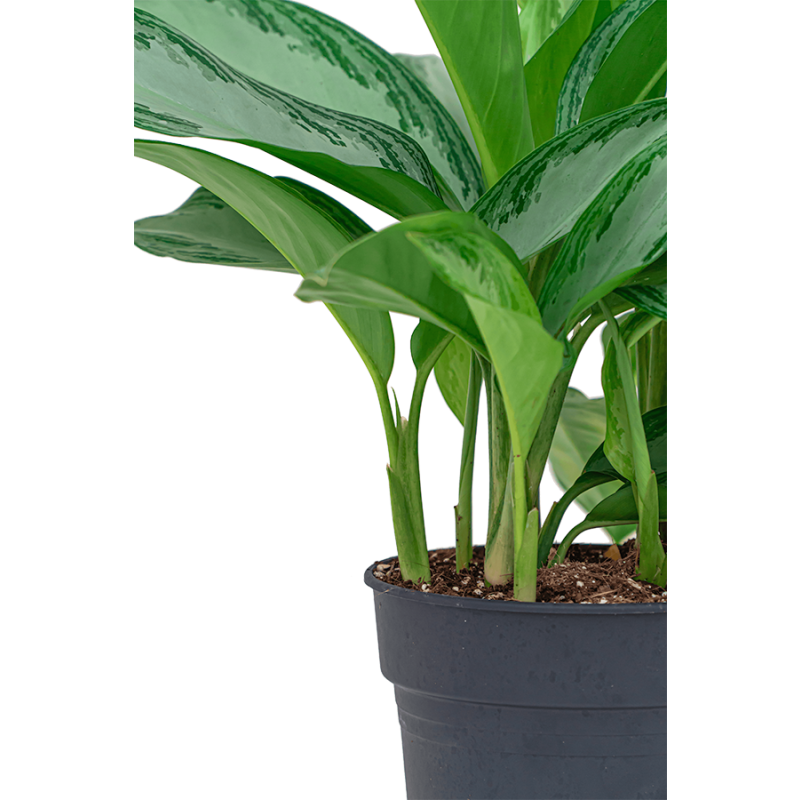 Aglaonema Silver Bay in Runner rond antraciet